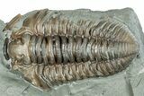 Bargain, Prone Flexicalymene Trilobite Fossil - Indiana #289975-1